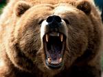 grizzly-bear-images