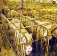 factory farming 1 images